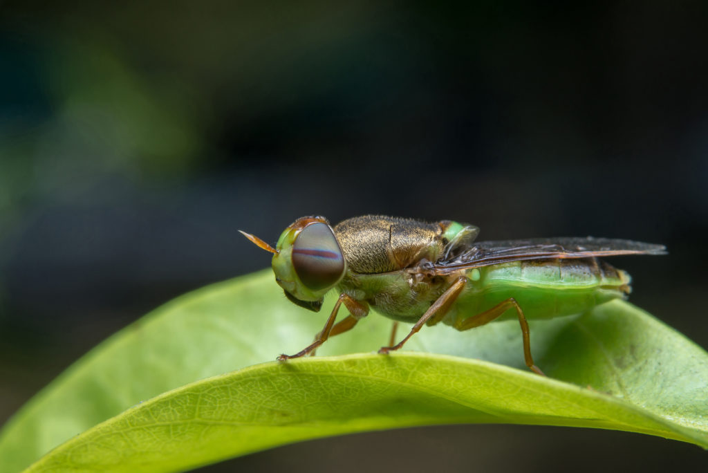 Fotografie Ploeg Benelux B.V. Wat is diafragma insect