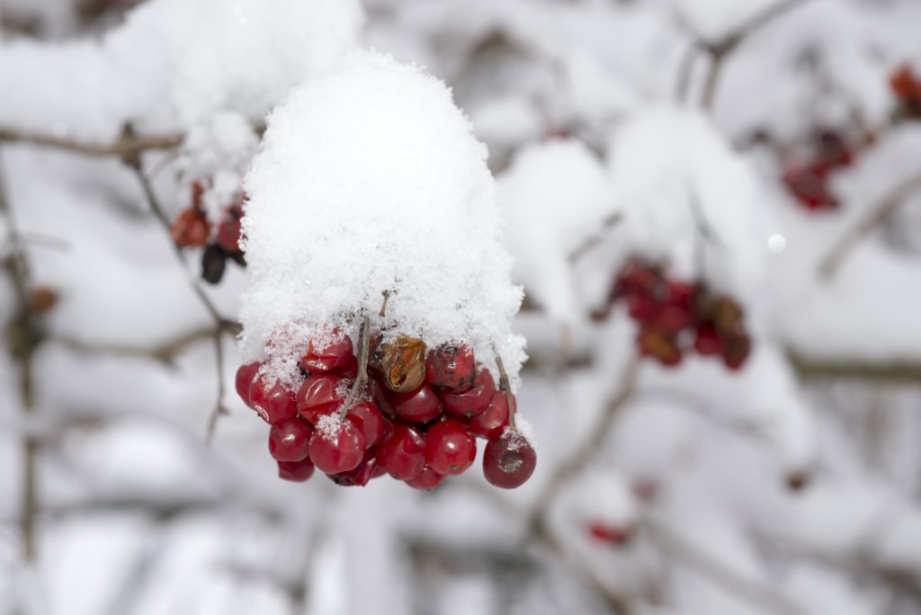 Fotografie Ploeg Benelux B.V. Fotograferen in de sneeuw rode bessen