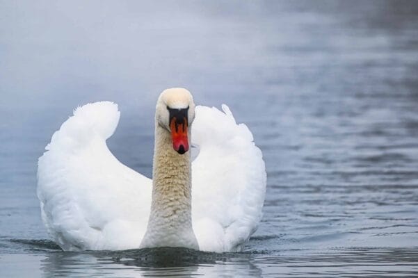 Amsterdamse Waterleidingduinen-zwaan