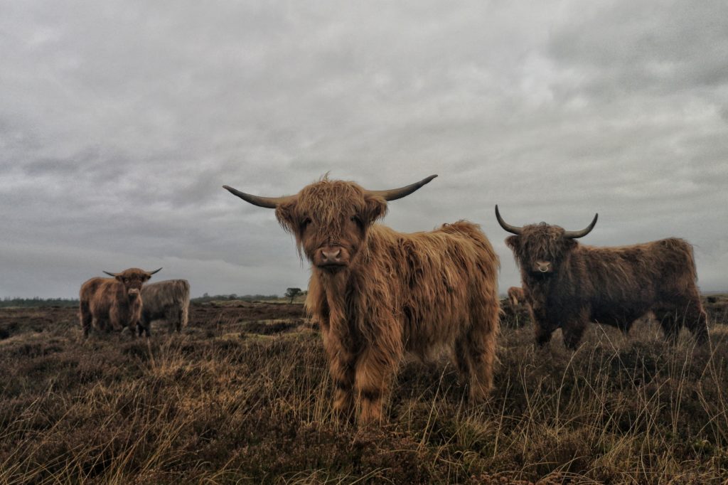 Schotse-hooglanders-fotograferen