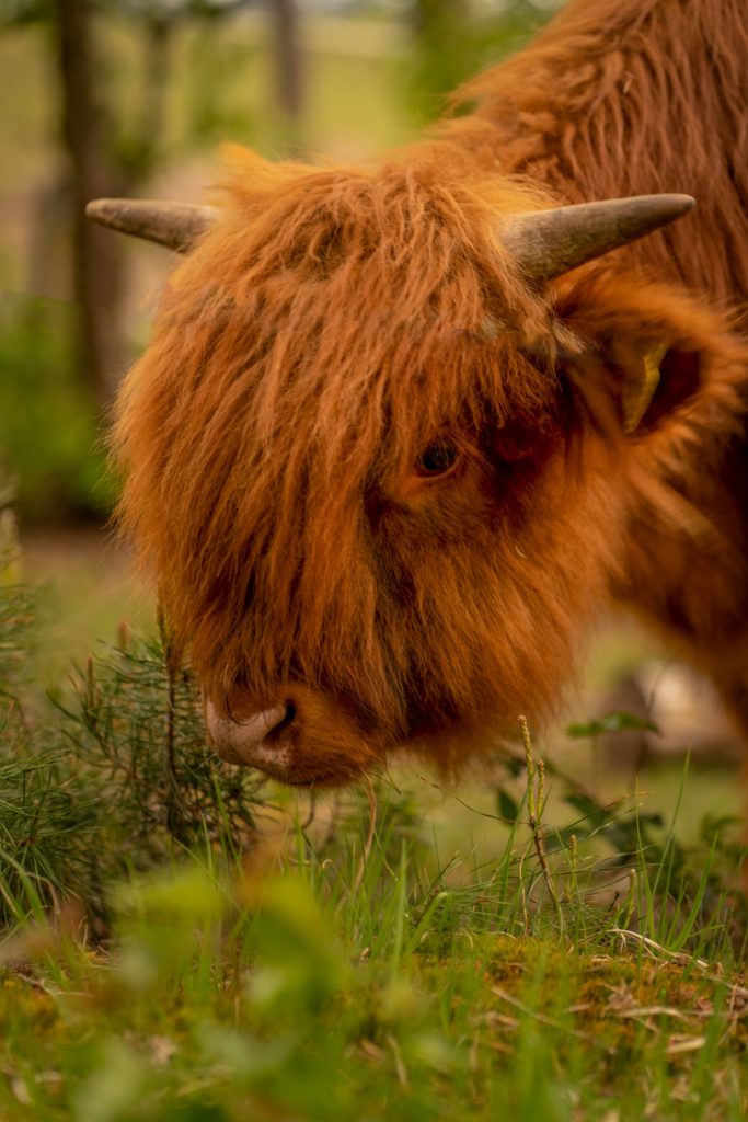 Schotse hooglanders fotograferen wazige achtergrond