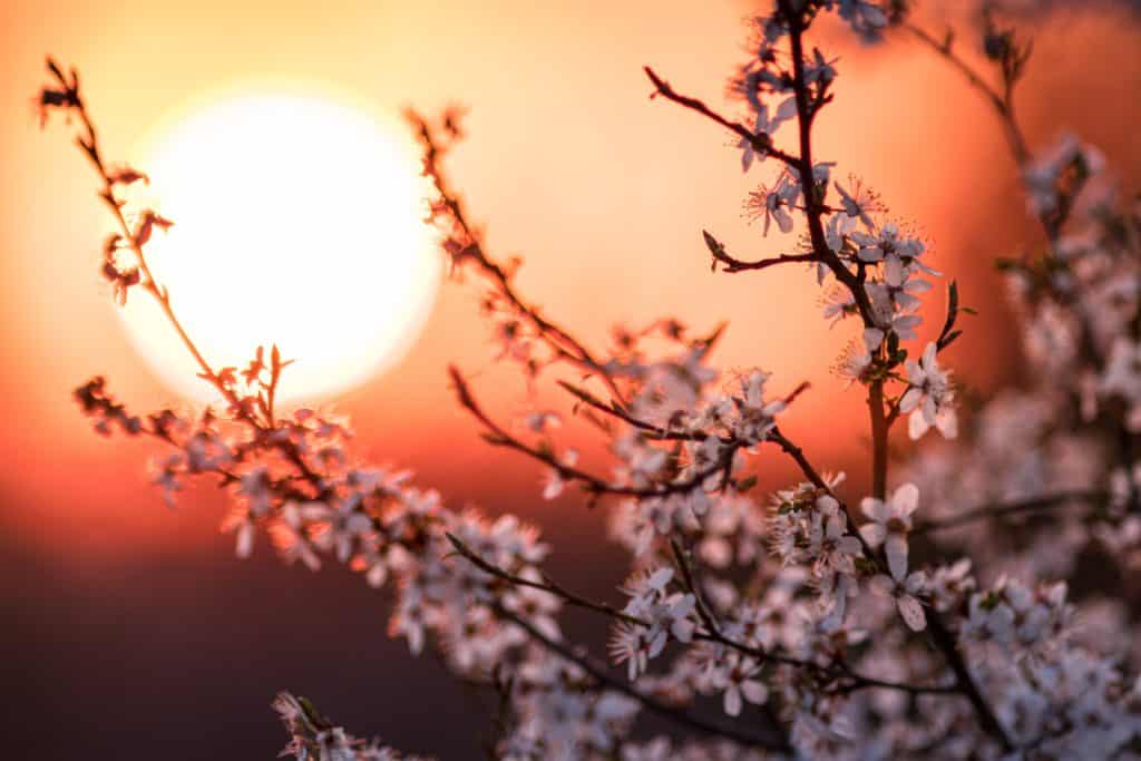 lente-fotograferen-zonsondergang