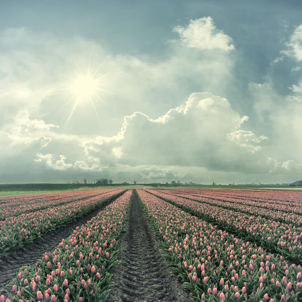 Fotografie Ploeg Benelux B.V. Mooiste bloemenvelden tulpen 4