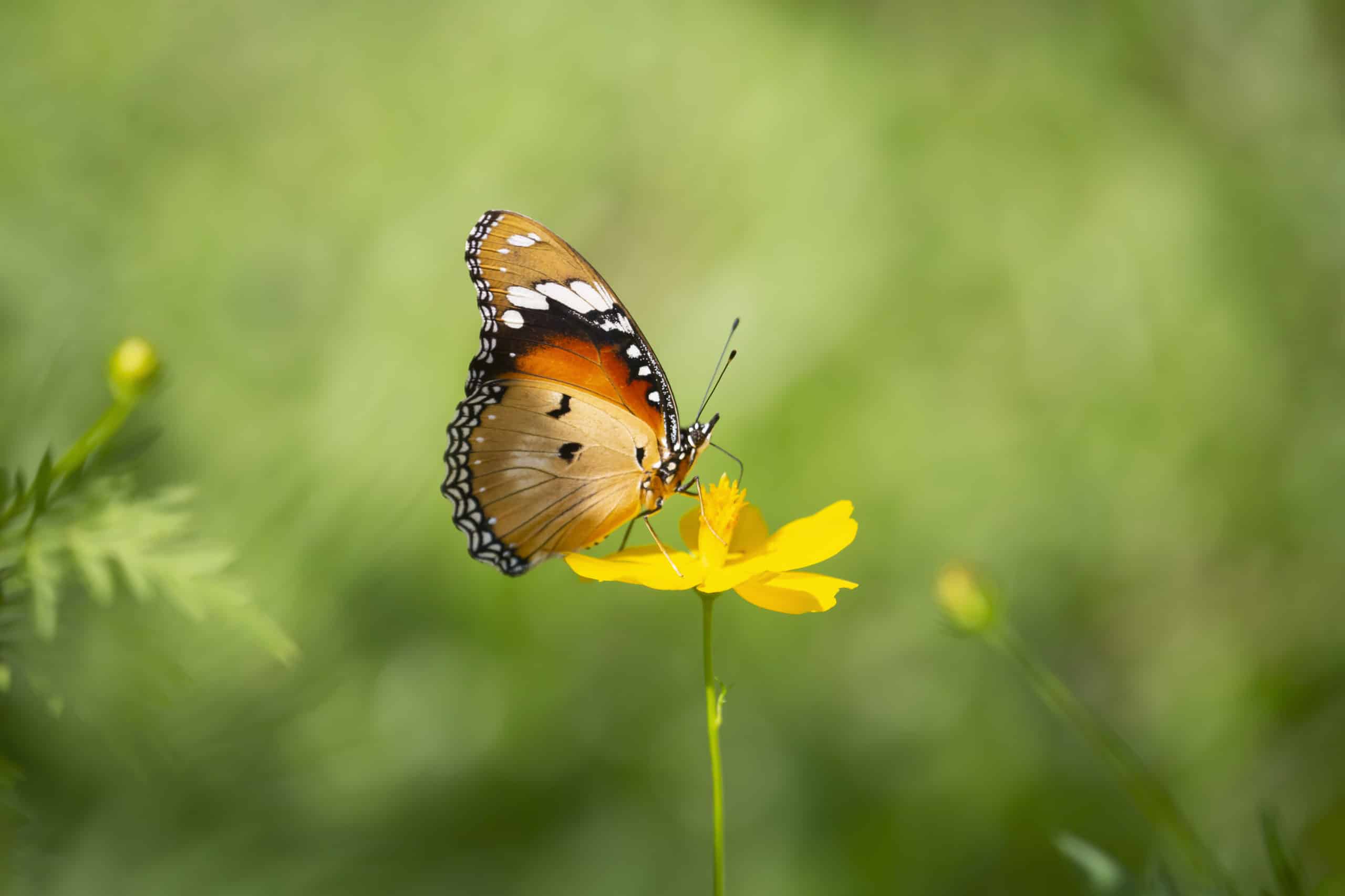 Fotografie Ploeg Benelux B.V. Fotograferen van vlinders 10 scaled