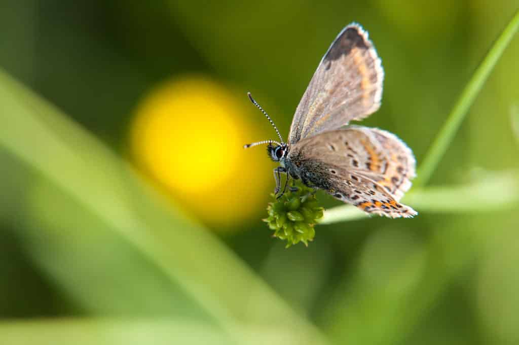Vlinders-fotograferen