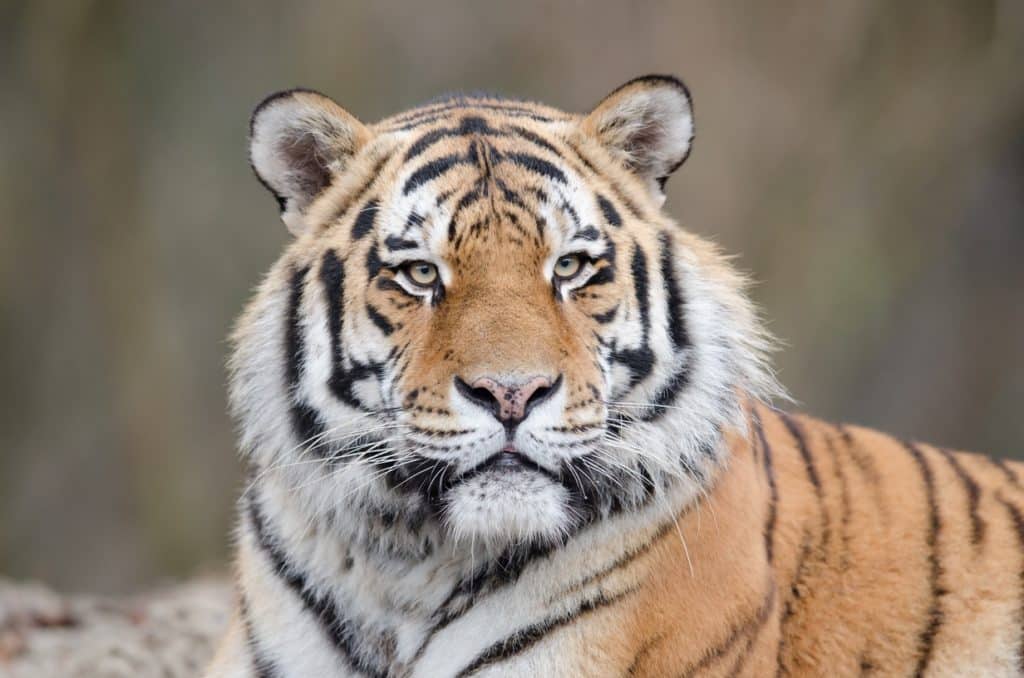 Fotografie Ploeg Benelux B.V. shot tiger laying ground while watching his territory