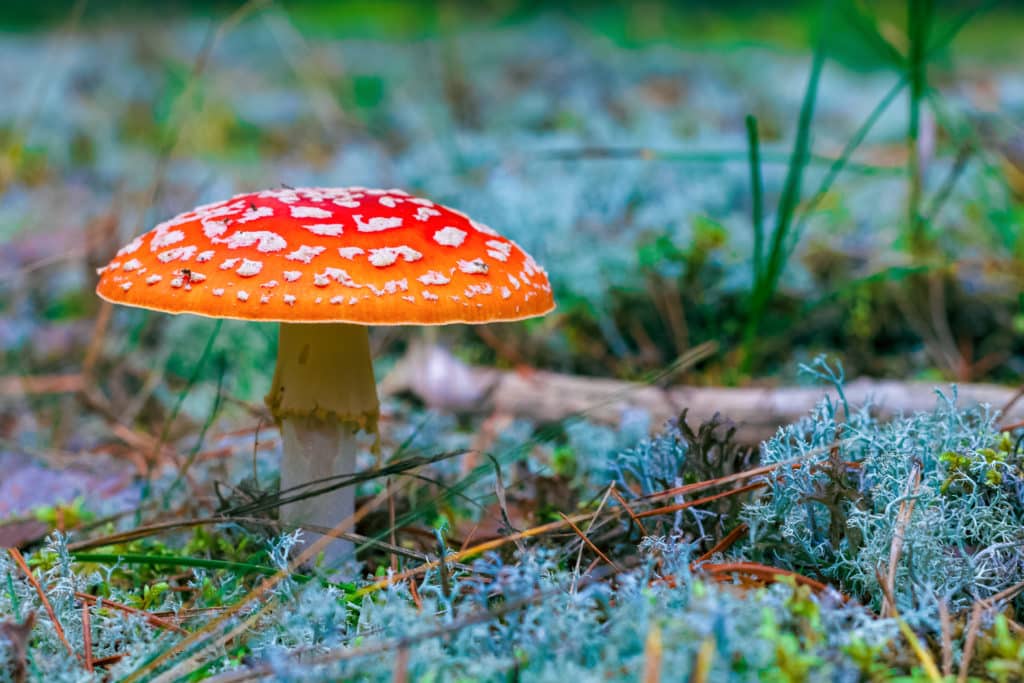 Fotografie Ploeg Benelux B.V. 10 Ideeën om te fotograferen in de herfst paddenstoel 1024x683 1