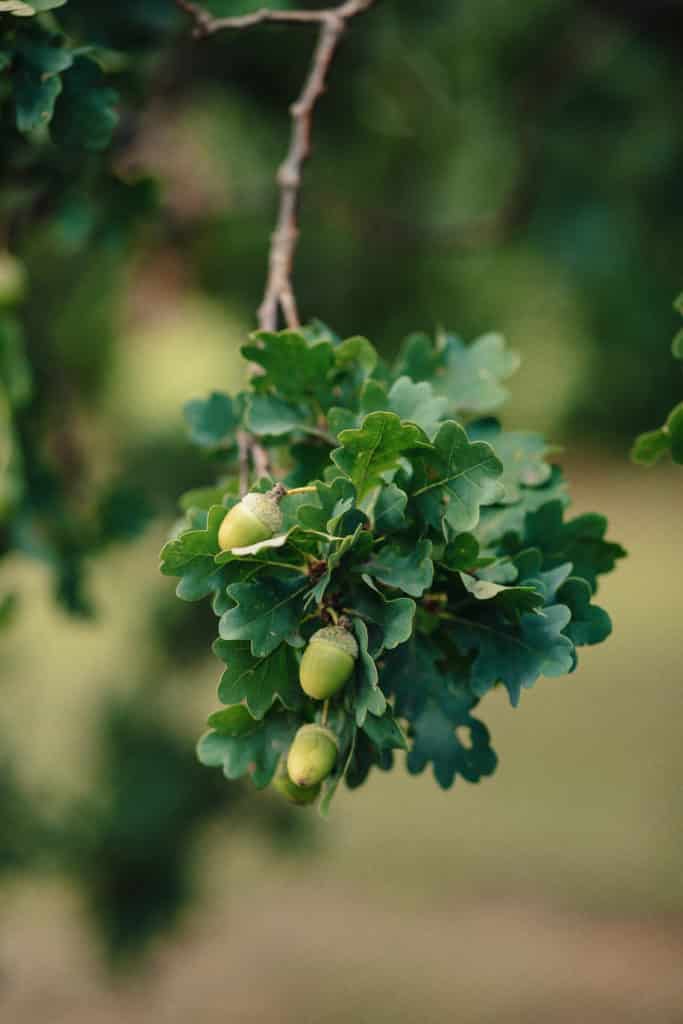 Fotografie Ploeg Benelux B.V. acorns oak with leaves closeup fresh shot