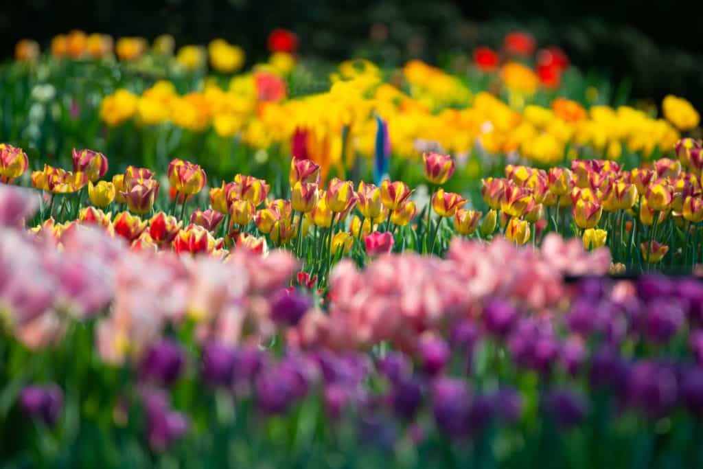 Fotografie Ploeg Benelux B.V. beautiful scenery field with colorful tulips blurred background