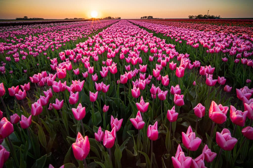 Fotografie Ploeg Benelux B.V. beautiful scenery tulips field sunset sky 2