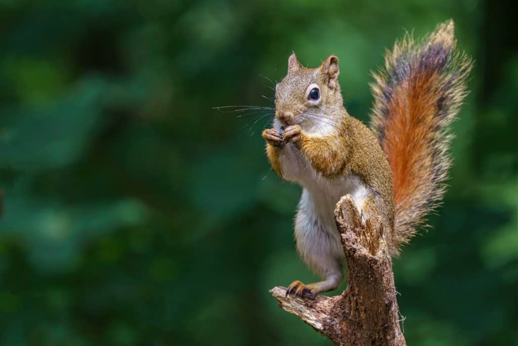 Fotografie Ploeg Benelux B.V. closeup shot european squirrel eating peanut