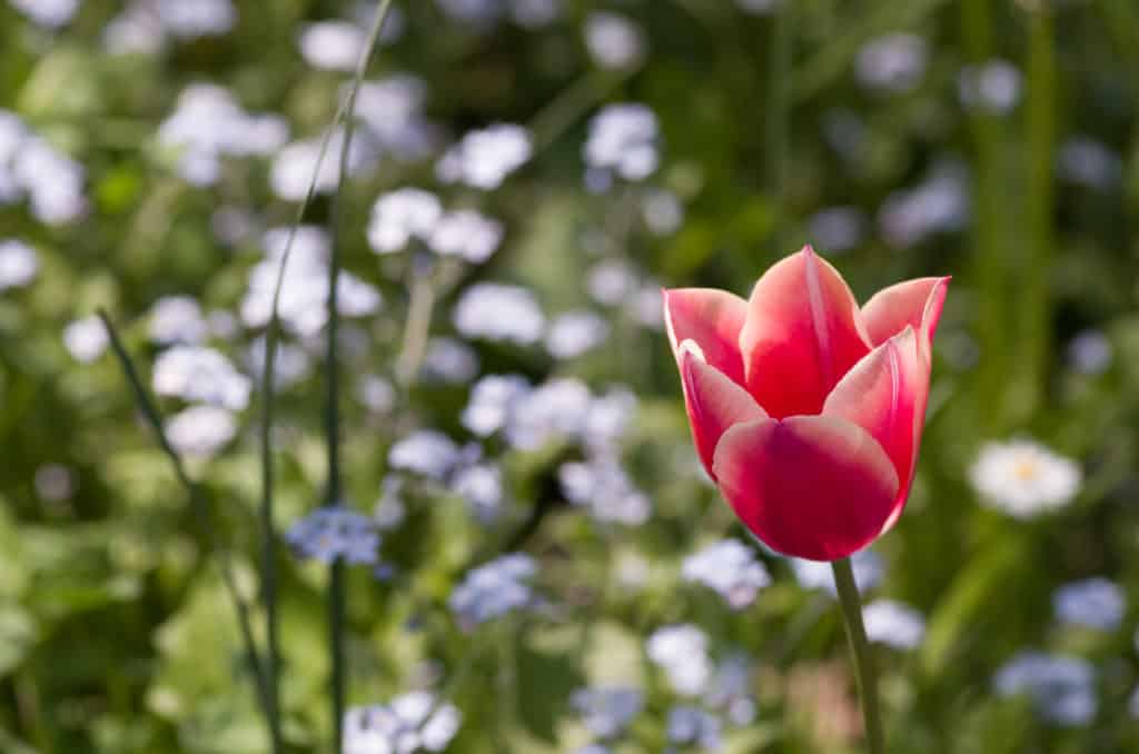 Fotografie Ploeg Benelux B.V. closeup shot pink tulip flower with bokeh background