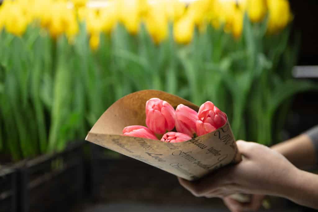 Fotografie Ploeg Benelux B.V. growing tulips greenhouse selected spring flowers tender pink colors