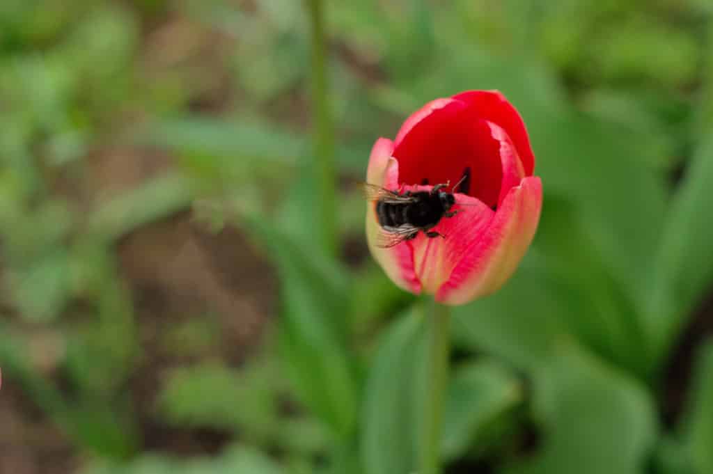 Fotografie Ploeg Benelux B.V. honeybee with pollen basket flying red tulip flower
