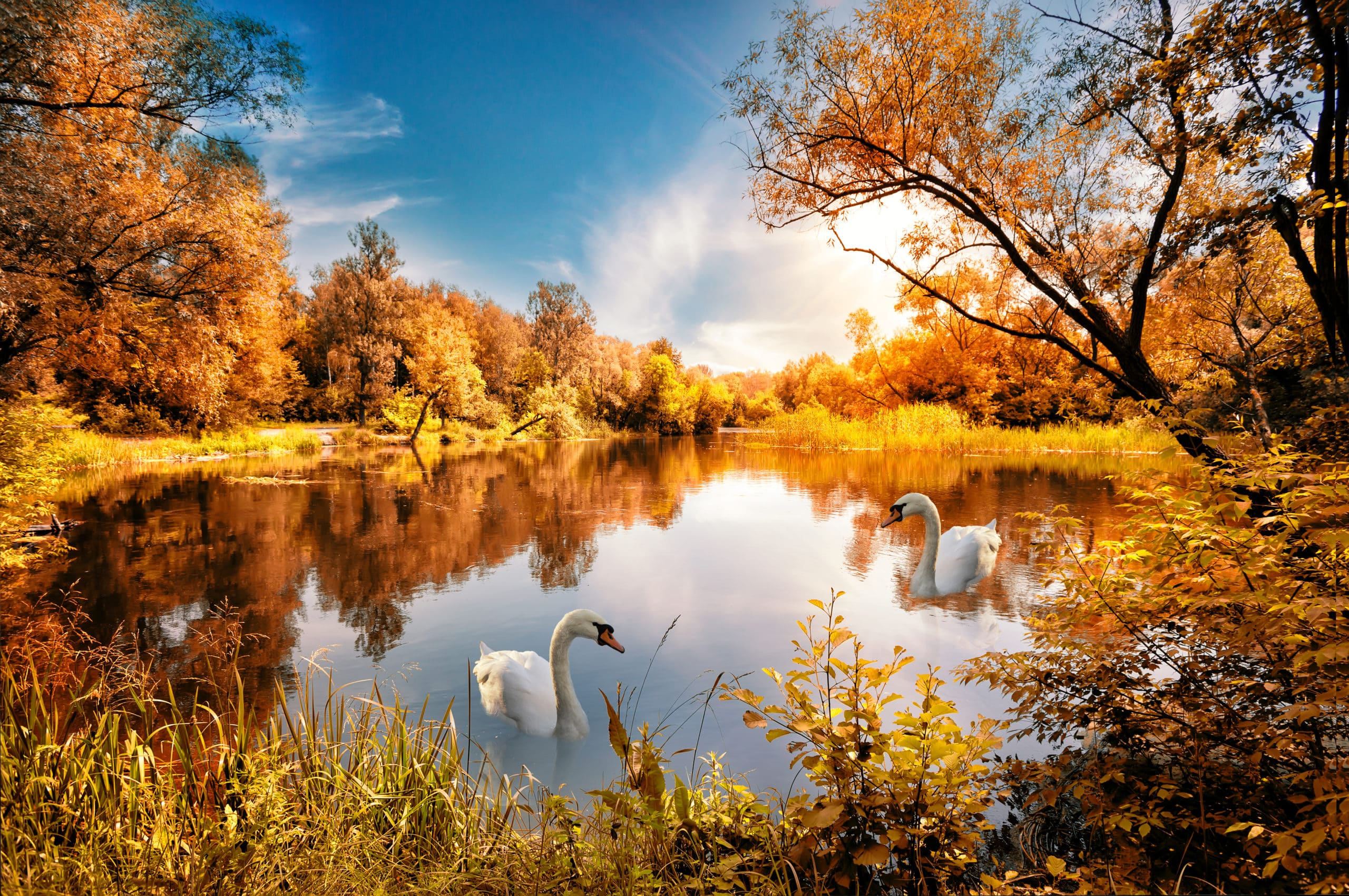 Fotografie Ploeg Benelux B.V. lake with red autumn trees shore swan scaled