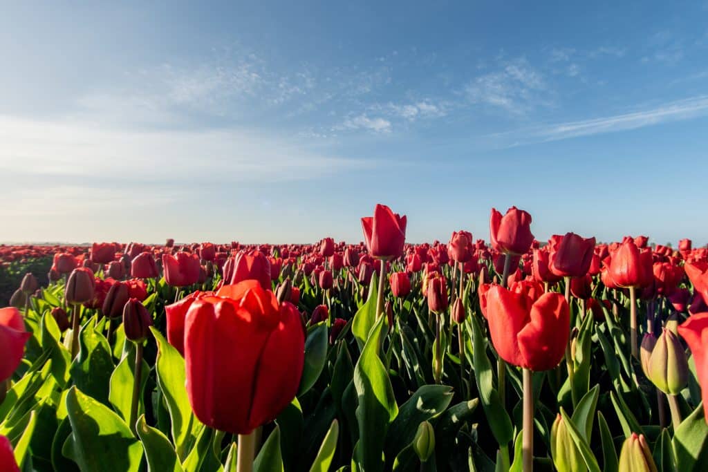 Fotografie Ploeg Benelux B.V. mesmerizing picture red tulip field sunlight