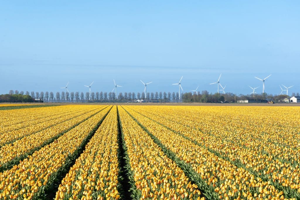 Fotografie Ploeg Benelux B.V. mesmerizing picture yellow tulip field sunlight