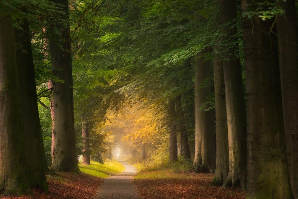 Fotografie Ploeg Benelux B.V. pathway middle forest with big green leafed trees