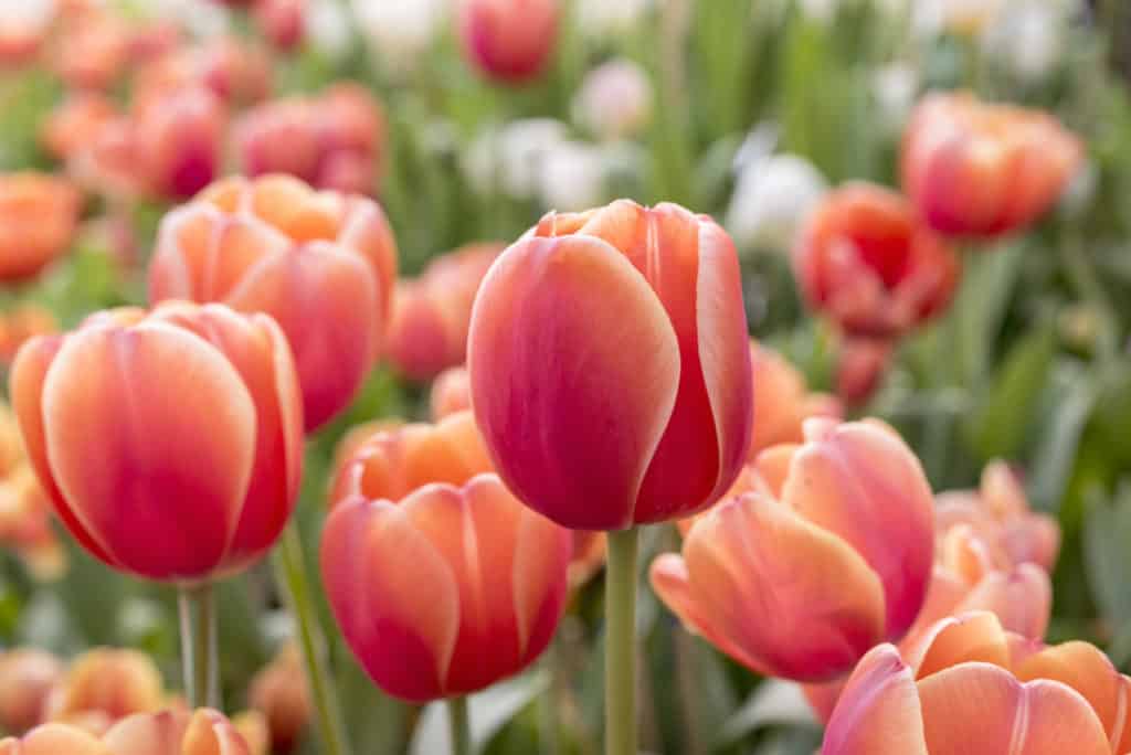 Fotografie Ploeg Benelux B.V. red orange tulips flowerbed springtime rayong 1