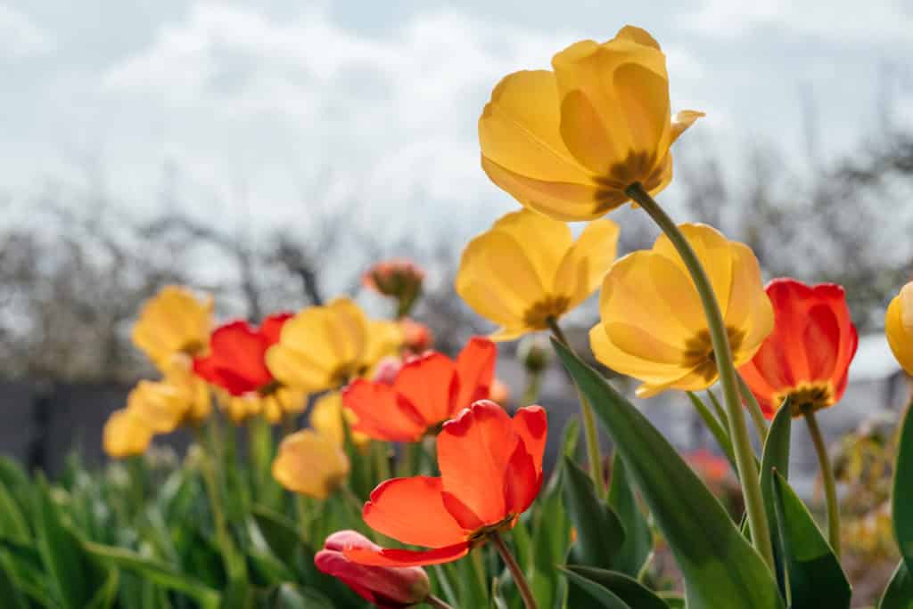 Fotografie Ploeg Benelux B.V. red yellow tulips swaying wind against cloudy blue sky