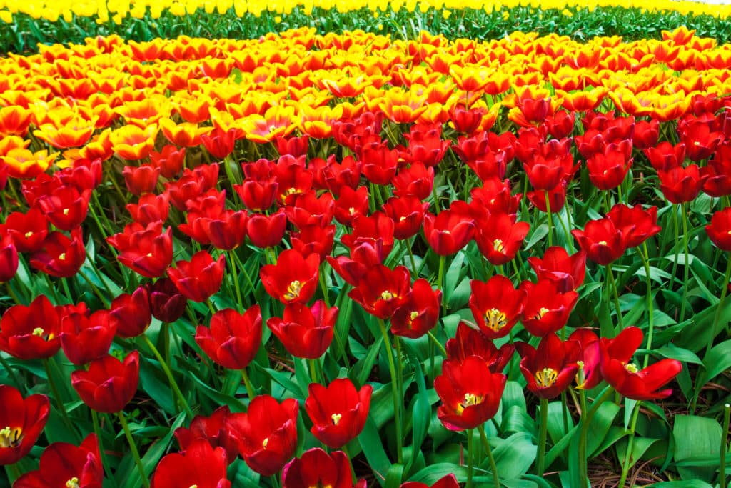 Fotografie Ploeg Benelux B.V. tulip field keukenhof flower garden