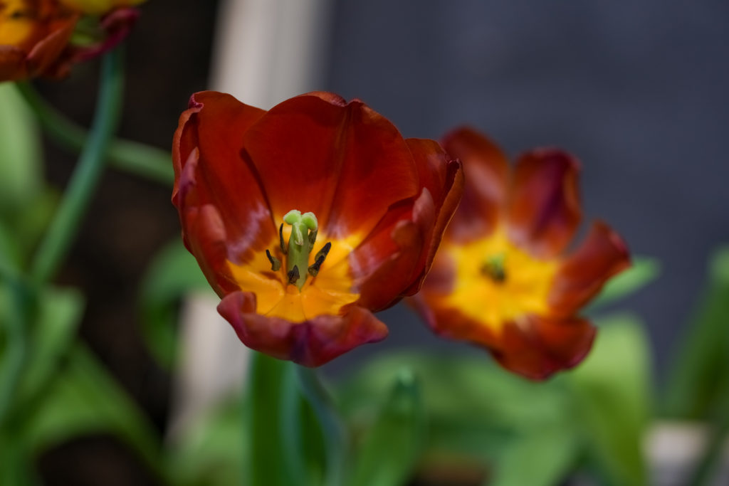 Fotografie Ploeg Benelux B.V. tulip flower with green leaf background tulip field red tulip flower 1