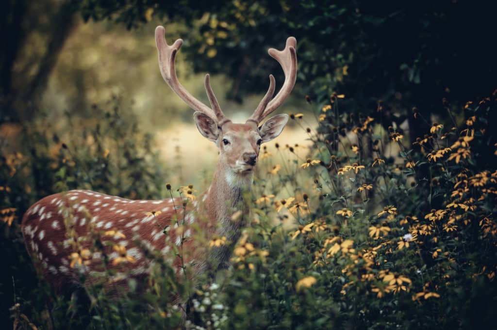 Fotografie Ploeg Benelux B.V. whitetail deer standing autumn wood