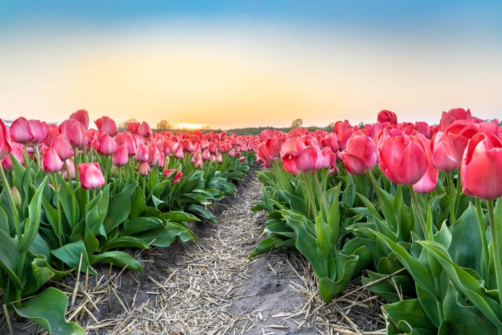 Fotografie Ploeg Benelux B.V. wide angle shot beautiful pink tulip flowers plantation beautiful clear blue sky