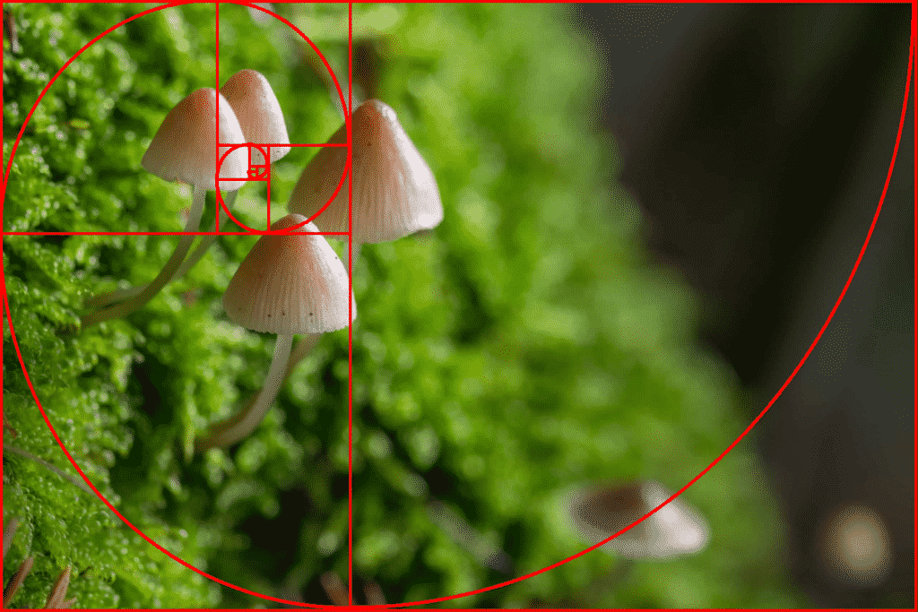 Fotografie Ploeg Benelux B.V. Gouden spiraal voorbeeld paddenstoel