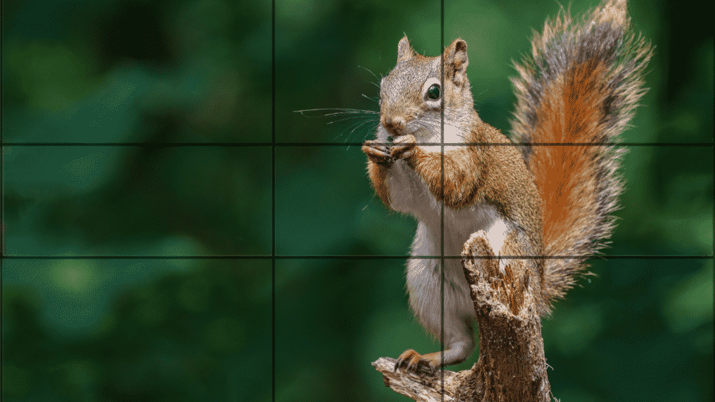 Fotografie Ploeg Benelux B.V. Gulden snede voorbeeld eekhoorn
