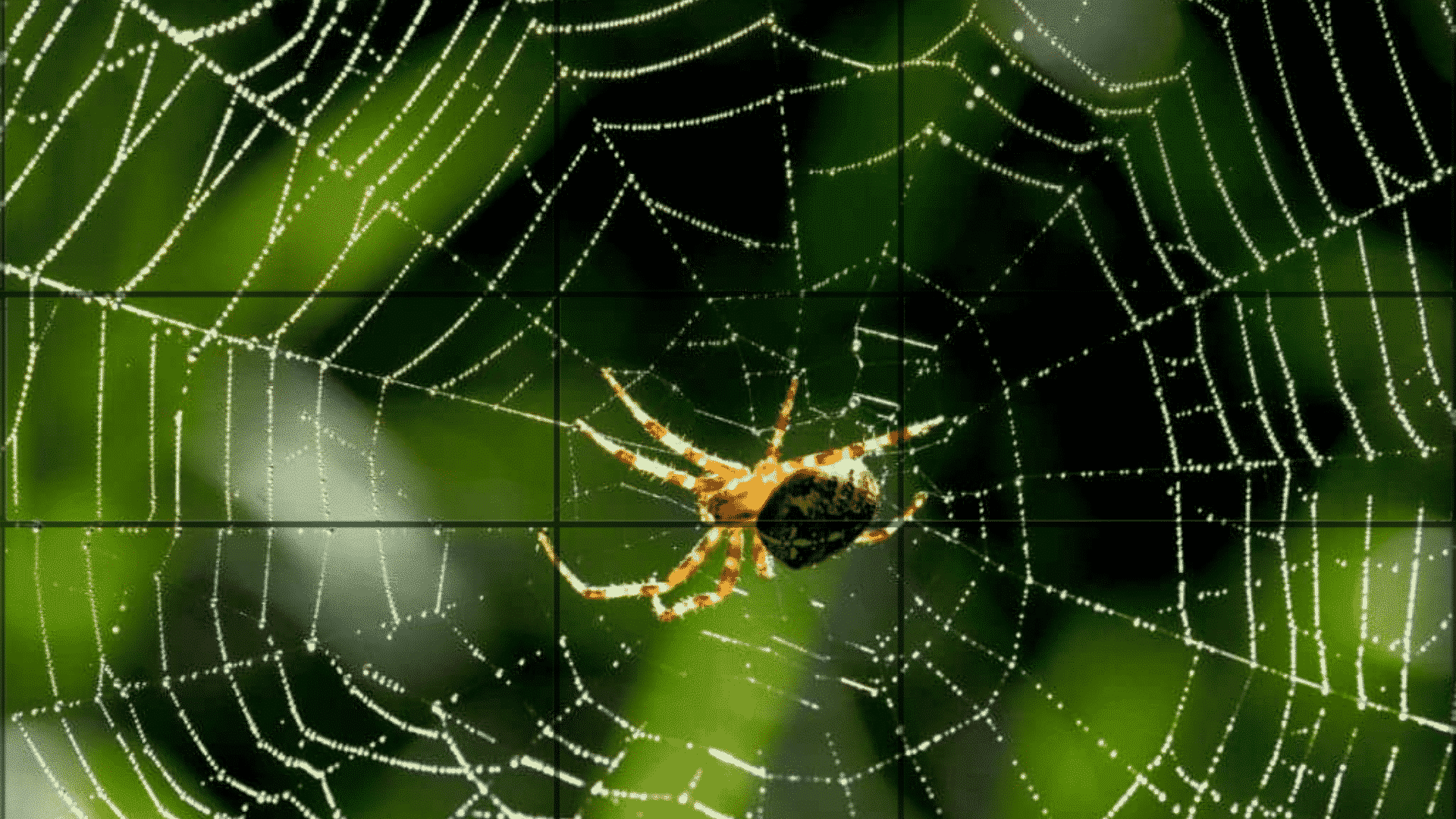 Compositie Fotografie: Orde Om De Perfecte Foto's Te Maken