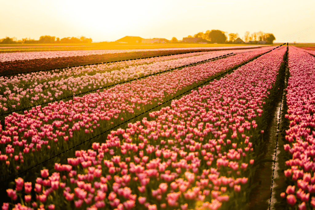 Fotografie Ploeg Benelux B.V. Leidende lijnen voorbeeld tulpenveld