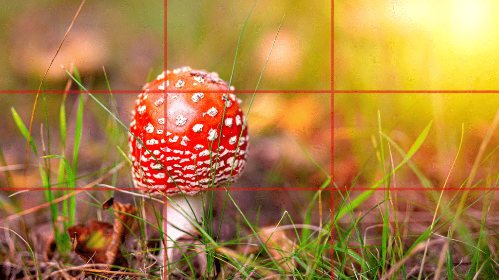 Fotografie Ploeg Benelux B.V. Regel van derde voorbeeld paddenstoel