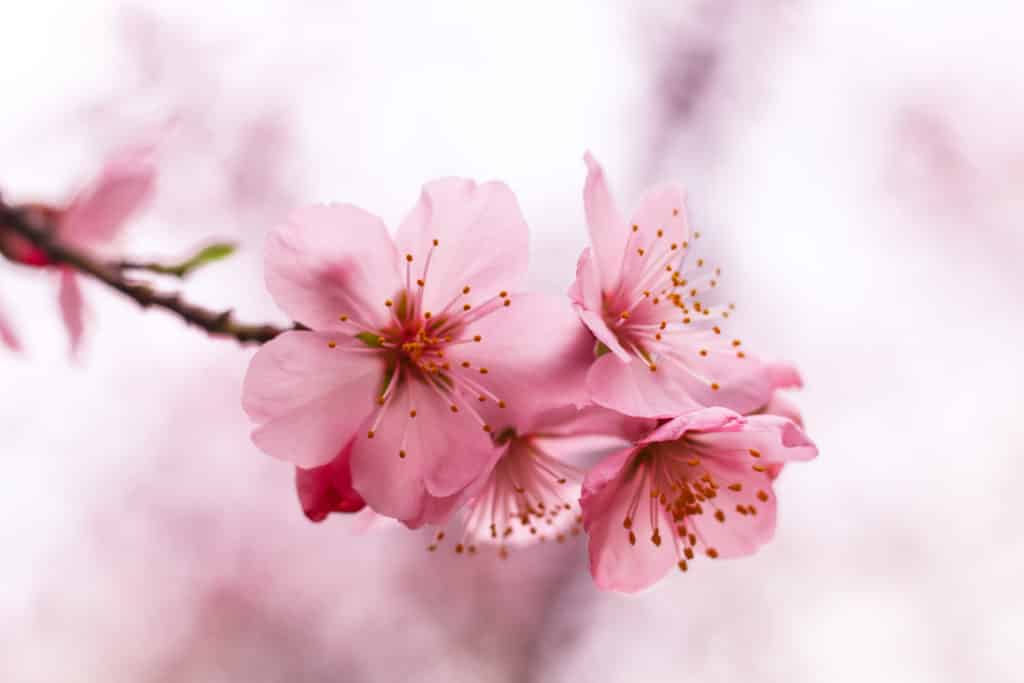 Fotografie Ploeg Benelux B.V. beautiful cherry blossom