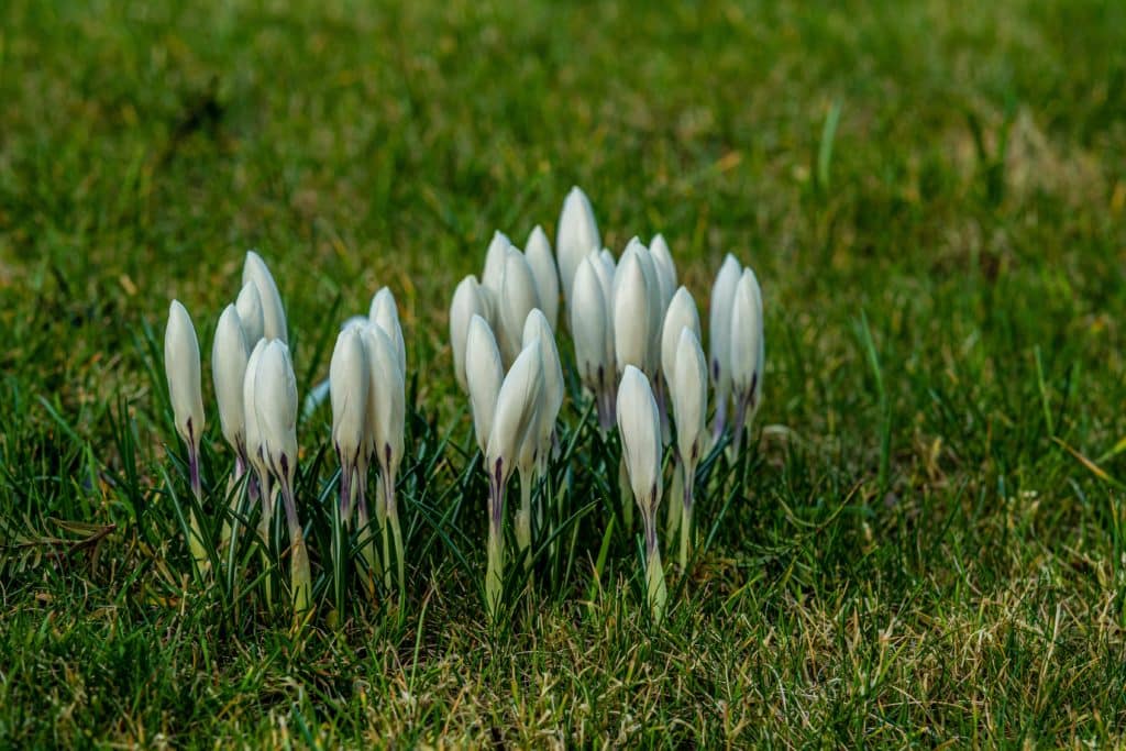 Fotografie Ploeg Benelux B.V. closeup shot beautiful white spring crocus flowers growing green grass