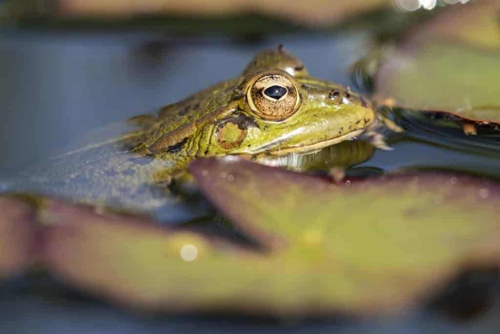 Fotografie Ploeg Benelux B.V. closeup shot cute green frog with big eyes swimming pond