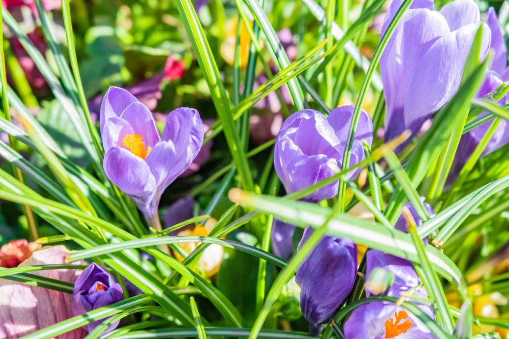Fotografie Ploeg Benelux B.V. closeup shot purple white spring crocus flowers