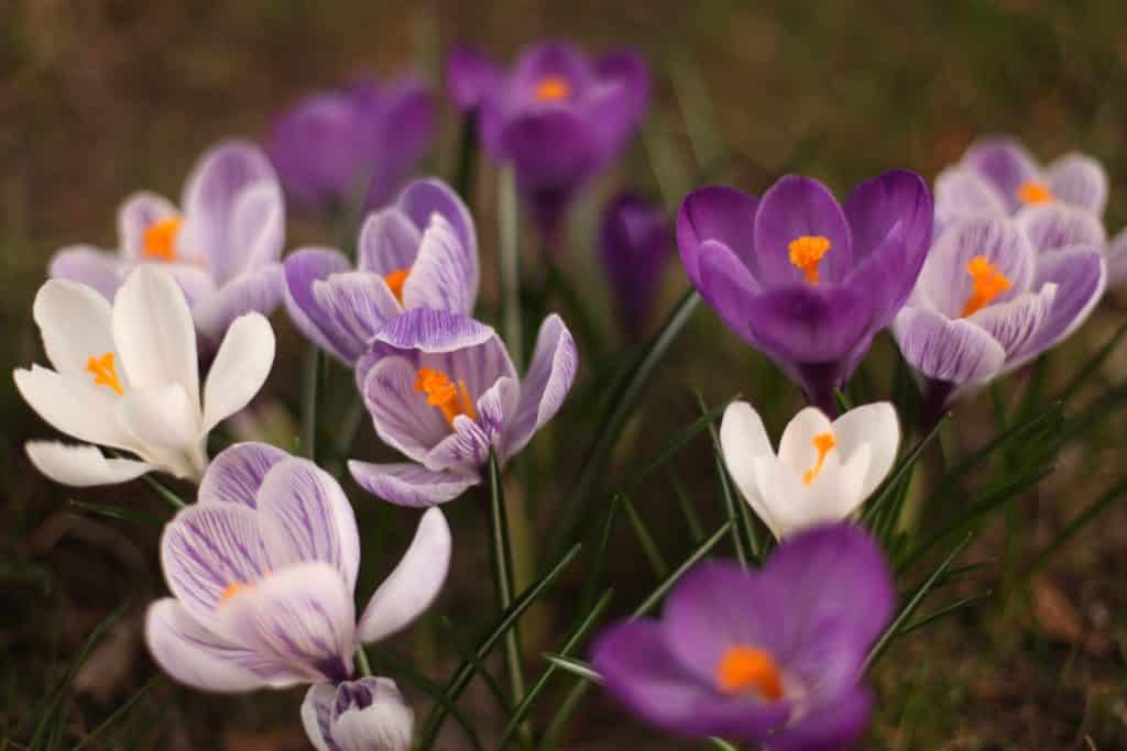 Fotografie Ploeg Benelux B.V. closeup shot white purple spring crocus