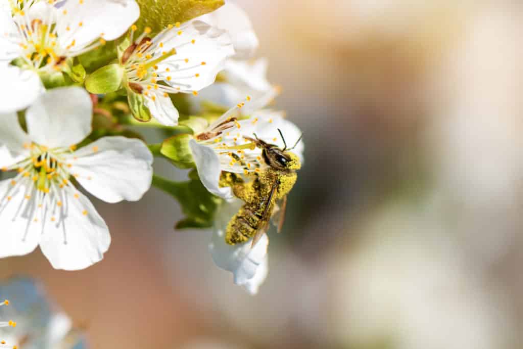 Fotografie Ploeg Benelux B.V. honey bee collecting pollen from blooming peach tree