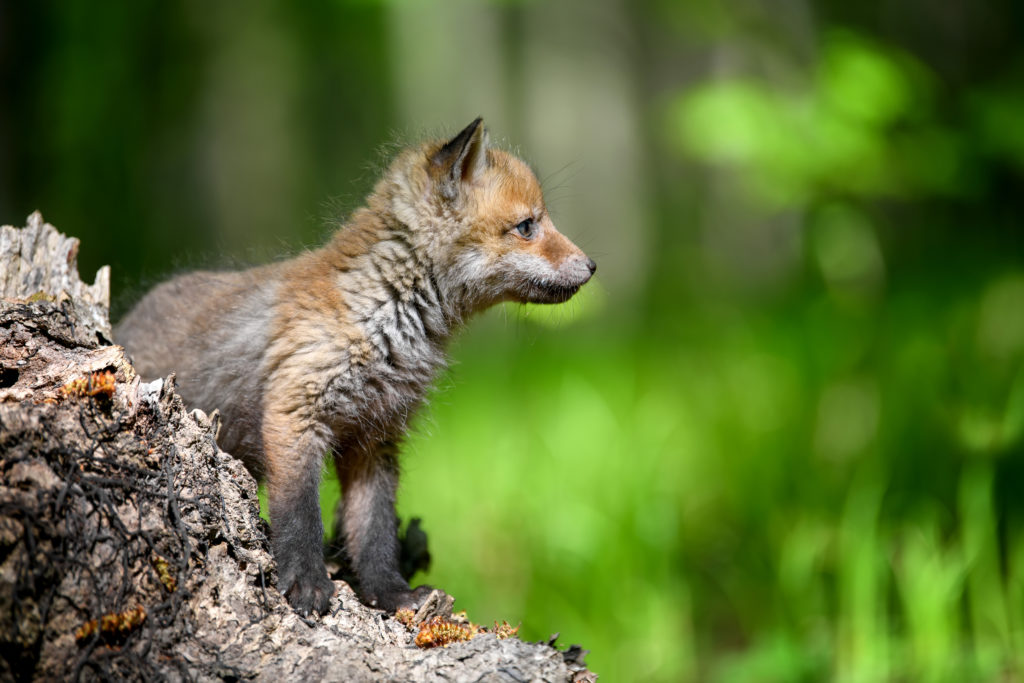 Fotografie Ploeg Benelux B.V. little red fox forest stump