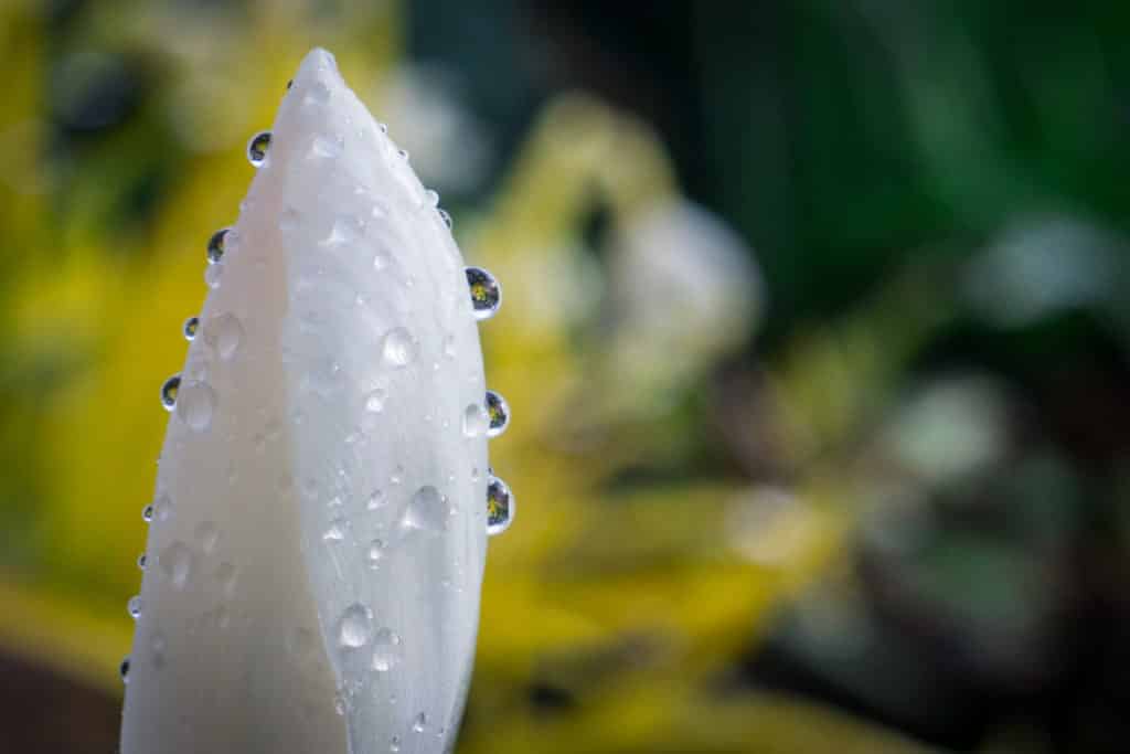 Fotografie Ploeg Benelux B.V. macro shoot white crocus petals covered with water drops