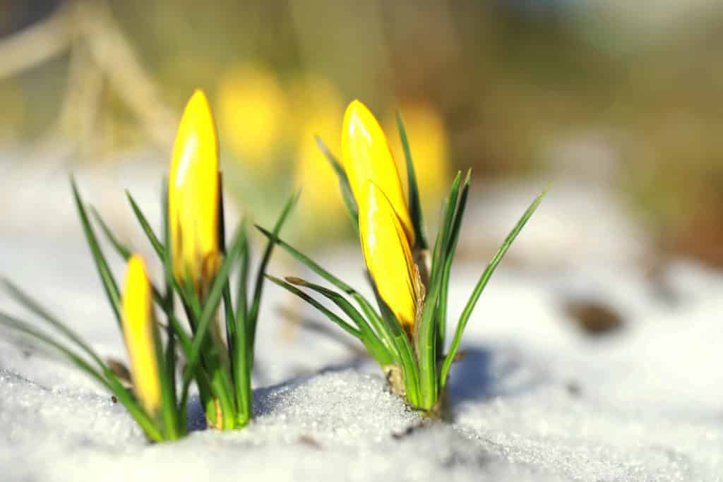 Fotografie Ploeg Benelux B.V. spring flowers white crocus snowdrops sun rays white yellow crocuses country spring fresh joyous plants bloomed young sprouts