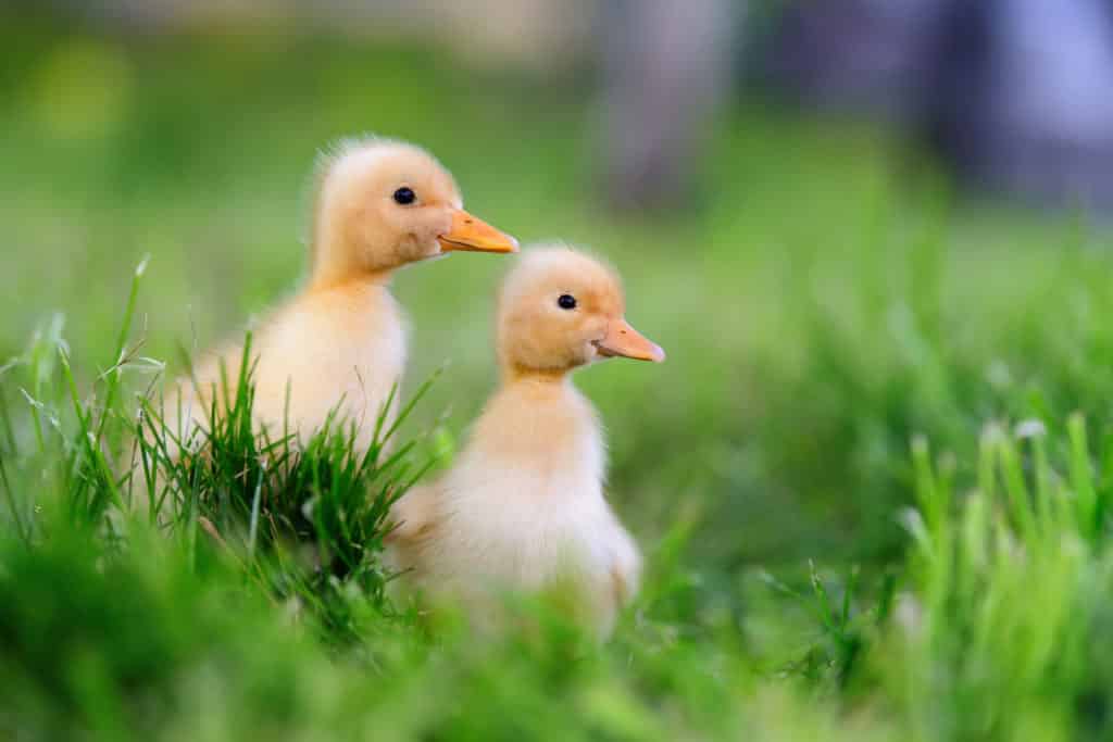 Fotografie Ploeg Benelux B.V. two little yellow duckling green grass