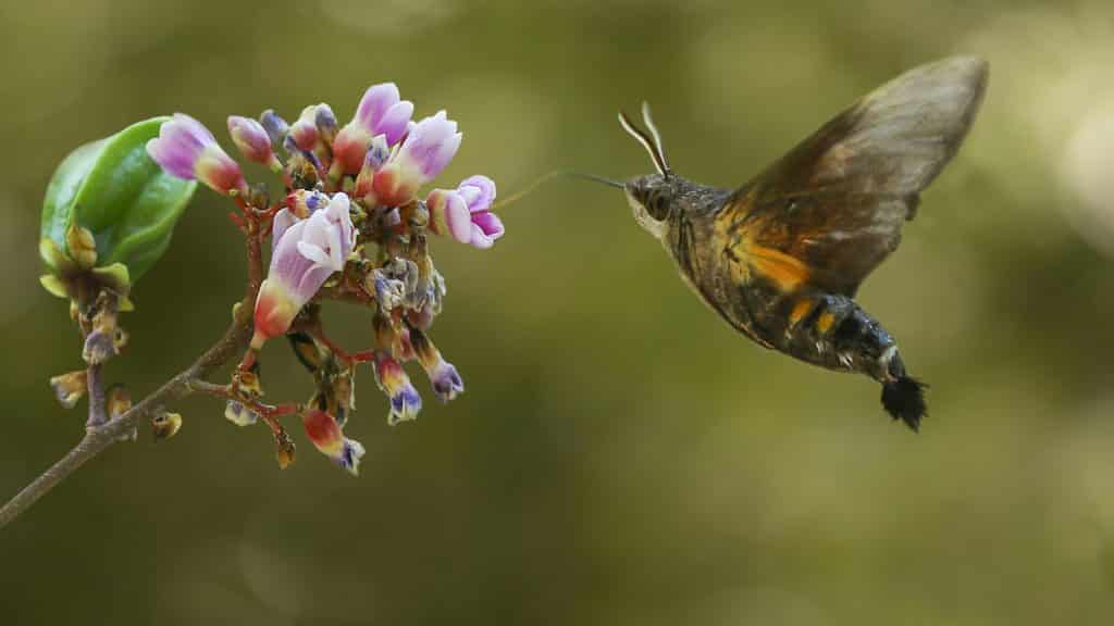 Fotografie Ploeg Benelux B.V. Kolibrievlinder
