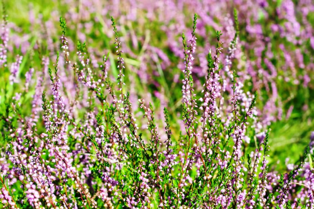 Fotografie Ploeg Benelux B.V. blooming heather flowers green meadow