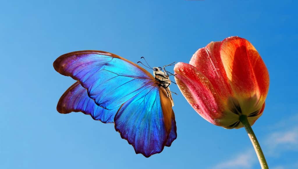 Fotografie Ploeg Benelux B.V. bright colorful blue morpho butterfly tulip flower against blue sky