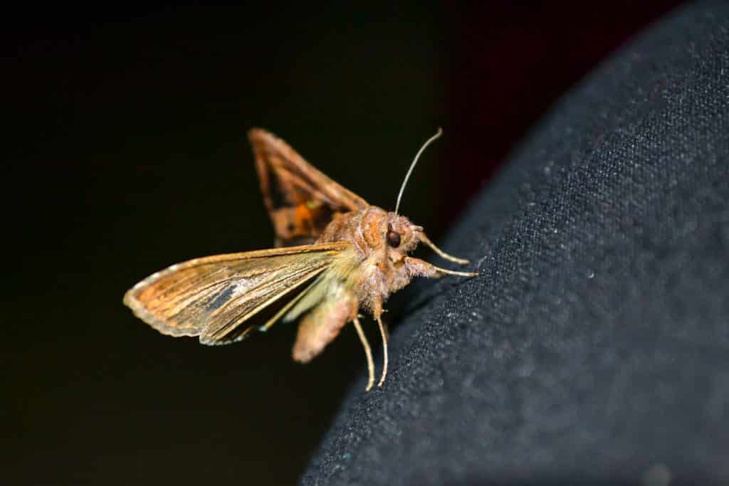 Fotografie Ploeg Benelux B.V. common moth black cloth dark background small night butterfly