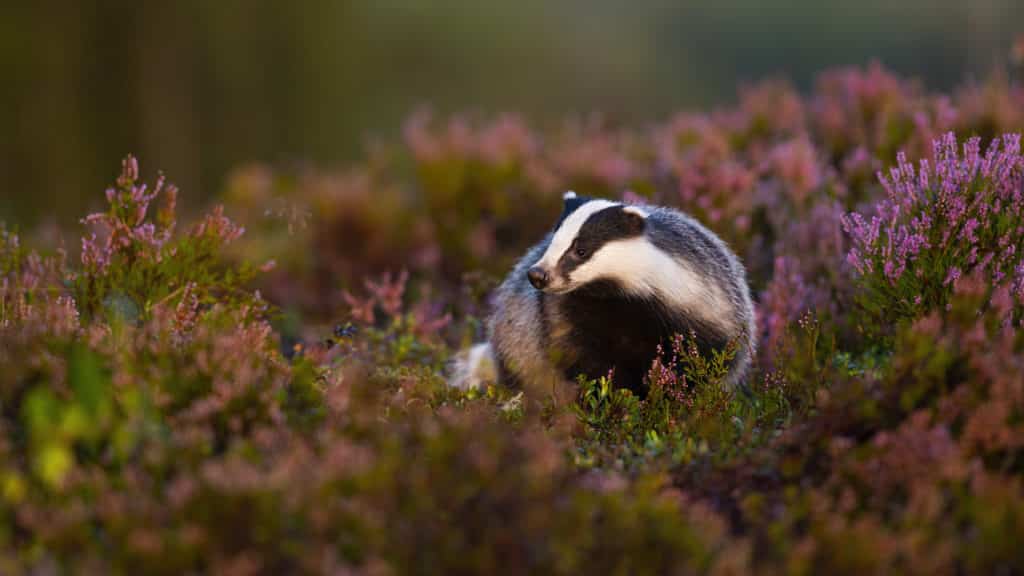 Fotografie Ploeg Benelux B.V. fluffy european badger approaching from front low angle view heathland