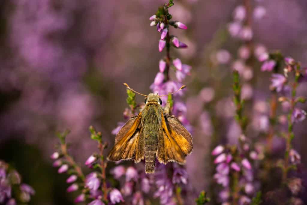 Fotografie Ploeg Benelux B.V. little cute butterfly collects pollen from heather flowers