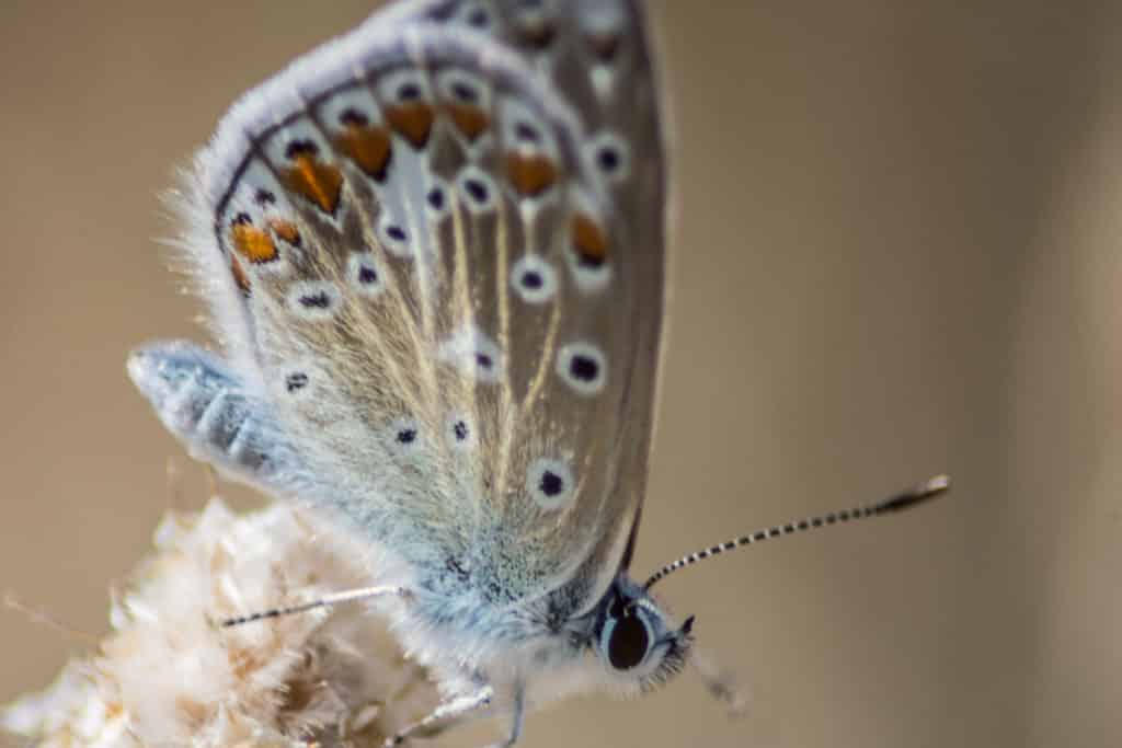 Fotografie Ploeg Benelux B.V. selective focus shot chapman s blue butterfly